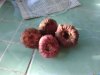 vietflower.info-a2.jpg
