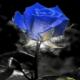 blue rose