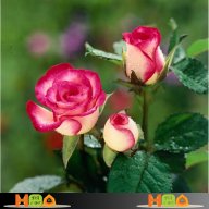 HOA LY- HOA KHÔ ĐÀ LẠT